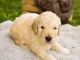 Golden Doodle Puppies for sale in Kittanning, PA 16201, USA. price: $200,000