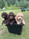 Golden Doodle Puppies for sale in Waterboro, ME, USA. price: $1,700