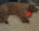 Golden Doodle Puppies for sale in Nashua, NH, USA. price: $300