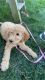 Golden Doodle Puppies for sale in Manchester, NH, USA. price: $900