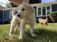 Golden Doodle Puppies for sale in Attleboro, MA, USA. price: $1,500
