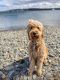 Golden Doodle Puppies for sale in Albany Shaker Rd, Albany, NY, USA. price: $1,300
