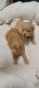 Golden Doodle Puppies for sale in Tampa, FL, USA. price: $3,500