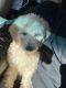Golden Doodle Puppies for sale in 1103 W 10th St, Metropolis, IL 62960, USA. price: $650