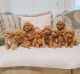 Golden Doodle Puppies for sale in Los Angeles, CA, USA. price: $500
