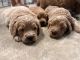 Golden Doodle Puppies for sale in Spring Branch, TX 78070, USA. price: $1,000