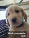 Golden Doodle Puppies for sale in 3064 Newell Ave, Fredericksburg, IA 50630, USA. price: $500