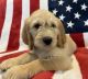 Golden Doodle Puppies for sale in Galena, KS 66739, USA. price: $600