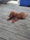 Golden Doodle Puppies for sale in North Andover, MA 01845, USA. price: $2,500