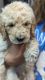 Golden Doodle Puppies for sale in Orangevale, CA, USA. price: $1,500