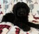 Golden Doodle Puppies for sale in Galena, KS 66739, USA. price: $400