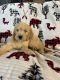 Golden Doodle Puppies for sale in Galena, KS 66739, USA. price: $400