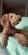 Golden Doodle Puppies for sale in Andalusia, AL, USA. price: $500