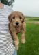 Golden Doodle Puppies for sale in Colby, WI 54421, USA. price: $950