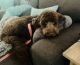 Golden Doodle Puppies for sale in Bonita Springs, FL, USA. price: $700