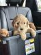 Golden Doodle Puppies for sale in Endicott, NY 13760, USA. price: $2,000