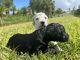 Golden Doodle Puppies for sale in GRANT VLKRIA, FL 32949, USA. price: NA
