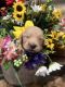 Golden Doodle Puppies for sale in Cottondale, FL 32431, USA. price: $1,000