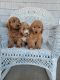 Golden Doodle Puppies for sale in Millersburg, IN 46543, USA. price: $650