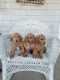 Golden Doodle Puppies for sale in Millersburg, IN 46543, USA. price: $400
