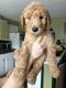 Golden Doodle Puppies for sale in Knoxville, TN, USA. price: $500