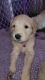 Golden Doodle Puppies for sale in 450 Windermere Dr, Fayetteville, NC 28314, USA. price: $1,100