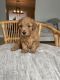 Golden Doodle Puppies for sale in Shelby Twp, MI, USA. price: $1,050
