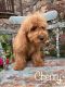 Golden Doodle Puppies for sale in Winchester, VA 22601, USA. price: $1,000