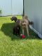 Golden Doodle Puppies for sale in Port St. Lucie, FL, USA. price: $1,200