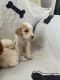 Golden Doodle Puppies for sale in New Haven, CT, USA. price: $1,500