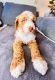 Golden Doodle Puppies for sale in Newport Beach, CA, USA. price: $3,000