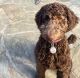 Golden Doodle Puppies for sale in Dallas, TX, USA. price: $3,000