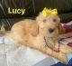 Golden Doodle Puppies for sale in Victorville, CA, USA. price: $1,100