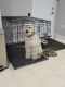 Golden Doodle Puppies for sale in Chicago, IL, USA. price: $2,500