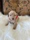 Golden Doodle Puppies for sale in McAllen, TX, USA. price: $1,350