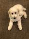 Golden Doodle Puppies for sale in Stafford, VA 22554, USA. price: $2,500
