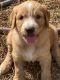Golden Doodle Puppies for sale in Livingston, TX 77351, USA. price: $800