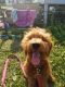 Golden Doodle Puppies for sale in Annandale, MN 55302, USA. price: $1,100