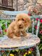 Golden Doodle Puppies for sale in Winchester, VA 22601, USA. price: $500