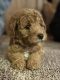 Golden Doodle Puppies for sale in Midland, MI, USA. price: $1,500