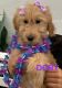 Golden Doodle Puppies for sale in Victorville, CA, USA. price: $800