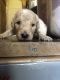 Golden Doodle Puppies for sale in Shelby, NC, USA. price: $1,000