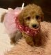 Golden Doodle Puppies for sale in Mansfield, TX, USA. price: NA