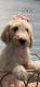 Golden Doodle Puppies for sale in Tampa, FL, USA. price: $1,500