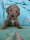Golden Doodle Puppies for sale in Port St. Lucie, FL 34952, USA. price: $1,500