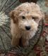 Golden Doodle Puppies for sale in Lynchburg, VA, USA. price: $1,500