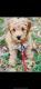 Golden Doodle Puppies for sale in Norlina, NC 27563, USA. price: $2,000