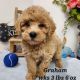 Golden Doodle Puppies for sale in Stuart, NE 68780, USA. price: $900