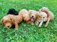 Golden Doodle Puppies for sale in East Canton, OH 44730, USA. price: $1,495