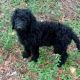 Golden Doodle Puppies for sale in Clearwater, FL, USA. price: $600